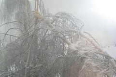 West Linn Weather 2008