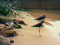 Monterey Bay Aquarium two shorebirds