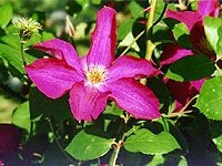 PinkClematis