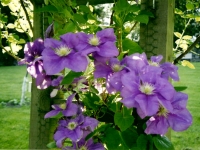 Purple Clematis