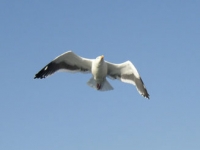 Sea Gull