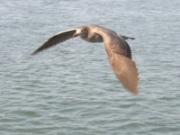 Sea Gull