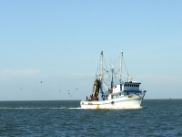 Shrimp Boat