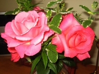 20080621Roses03