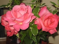 Pretty Roses