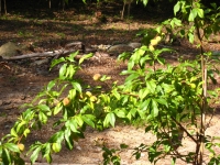 First Peaches