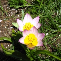 0418flower