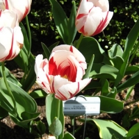 0418tulips