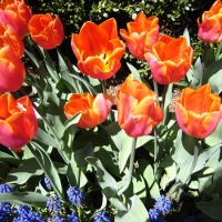 0418tulips2