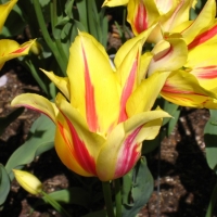 0418tulips3