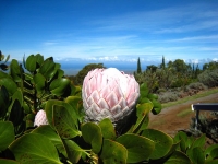 20101201protea1