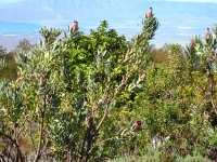 20101201protea2