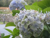 hydrangeas