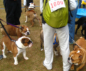 Doggie Dash Dogs