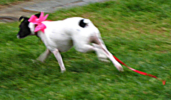 Doggie Dash Dogs