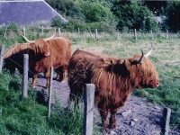 Highlands Cows