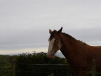 Scotland - Isle of Arran