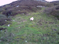 Sheep On The Hill