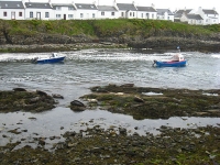 Portnahaven Seals