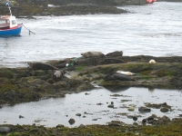 Portnahaven Seals