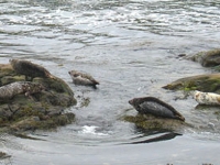 Portnahaven Seals