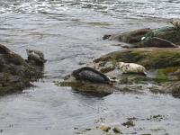 Portnahaven Seals