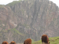 Cows and cliff