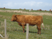 Cow close up