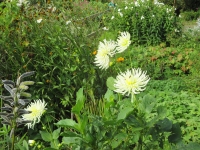 Islay Community Garden