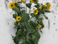 Islay Community Garden