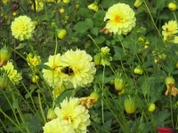 Islay Community Garden