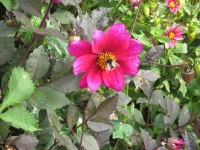 Islay Community Garden