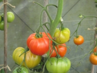 Islay Community Garden