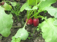 Islay Community Garden