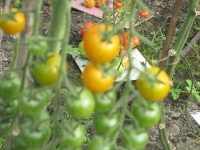 Islay Community Garden