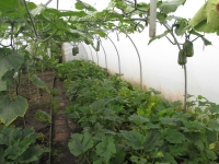 Islay Community Garden