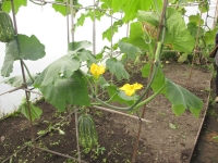 Islay Community Garden