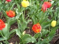 Tulips
