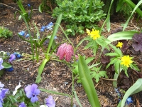 Cool unknown flower