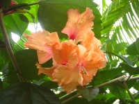Hibiscus
