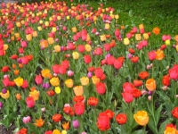 Field of tulips