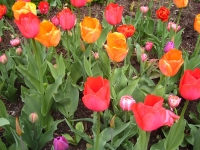 More tulips