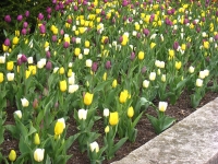 Tulips of many colors