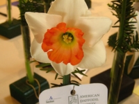 Daffodil
