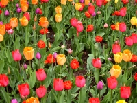 Field of Tulips