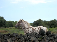 Spotty horse