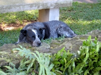Greenwell dog