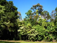 Hilo