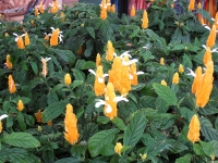 Golden Candle Golden Candle