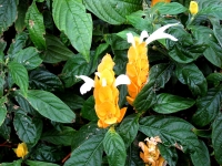 Golden Candle Golden Candle